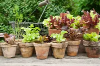 5 easy vegetables to grow in containers