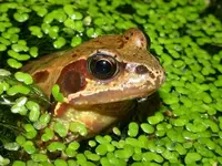 Attracting frogs into your garden