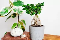 Bring Japan into your home with Ficus Bonsai