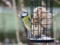 How to care for garden birds in winter