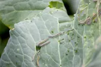 How to get rid of cabbage worms