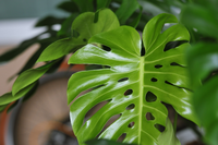 How to keep your Monstera thriving
