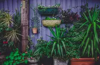 Perfect garden plants for patios
