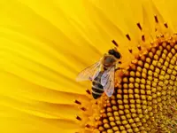 Planting a honey bee flower garden