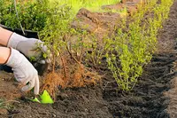 Planting bare root shrubs and trees