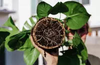 Root washing your new plants
