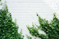 These are our tips for removing and managing Ivy
