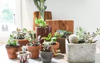 Top houseplant care tips