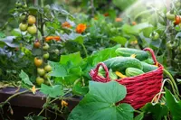 Vegetable gardening tips for summer