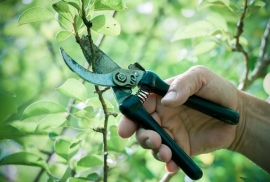 Must-have gardening tools